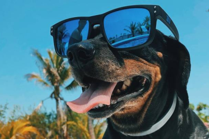 Los perros necesitan crema de protección solar canina y algunos hasta gafas de sol para protegerse de los rayos.