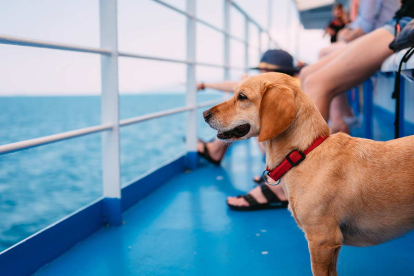 Algunas compañías navieras permiten ya a los perros ir en el camarote con sus dueños