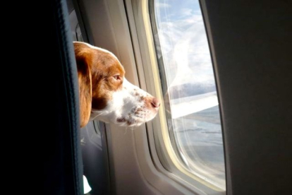 Las normas para viajar en avión con perros son más estrictas