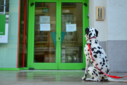 Un perro atado a la puerta de un establecimiento