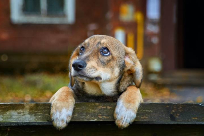 Casi mil perros y gatos son abandonados cada año en León, 285.000 en España, según los datos del estudio ‘Él nunca lo haría’ de la Fundación Affinity.