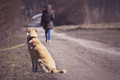 El procedimiento permite además que quien encuentra un perro o un gato abandonado no se desentienda de él y mire para otro lado ante el temor a tener que hacerse cargo de él.