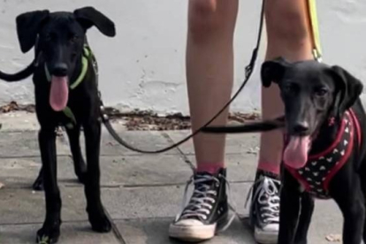 Chota y Chana, dos cachorrinas de galgo que buscan adopción