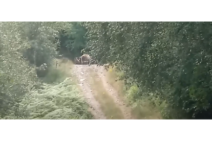 Una familia de osos pardos pasean por el valle de Laciana. DL