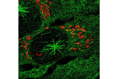 Células humanas con microtúbulos (en verde) que crecen desde el centrosoma y desde el aparato de Golgi (en rojo). irb