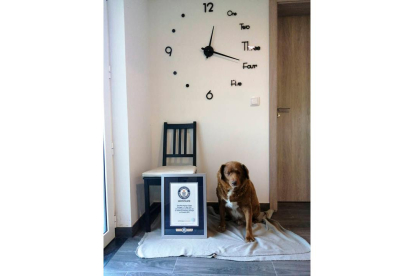 Bobi, el perro más viejo del mundo, en su casa de Portugal con el diploma del Récord Guinnes.