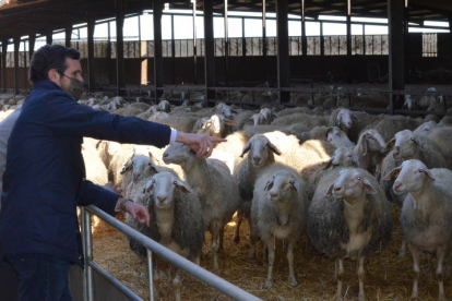 Las ovejas, impactadas por los gestos del presidente del PP. RAMIRO