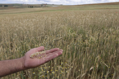 Un agricultor de Salamanca muestra un campo de cereal con apenas grano por la sequía. Jm García