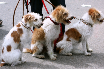 Tres perros esperan la orden de su dueño para seguir el paseo. Los perros deben ir siempre atados por la ciudad