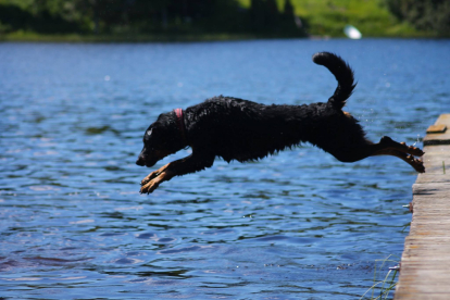 Si el perro es muy aficionado a bañarse los veterinarios aconsejan pastillas y collar antiparasitario específico para el agua