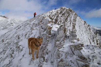 Thor, el perro que sobrevivió 16 días perdido en la montaña de Babia. DL