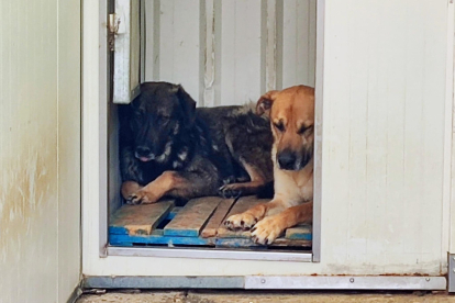 Dean y Keanu, los perros más veteranos llegados de la provincia de León a la Yosa, encerrados desde hace muchos meses.