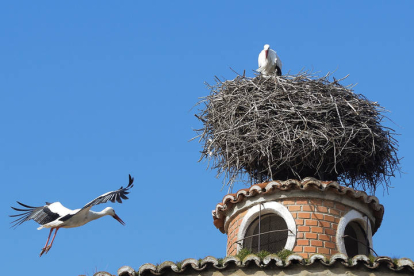 Unos días después de que el refranero español nos haga mirar al campanario para saber si vemos cigüeñas por San Blas -3 de febrero-, la Sociedad Española de Ornitología (SEO-Bird Life) tiene ya la vista puesta en 2024, cuando se propone responder a una pregunta que no tiene contestación científica desde hace 20 años: ¿cuántas cigüeñas hay en España? En la foto, una pareja construye su nido preparada ya para el apareamiento y su característico crotoreo. Los cigoñinos están en camino. NACHO GALLEGO