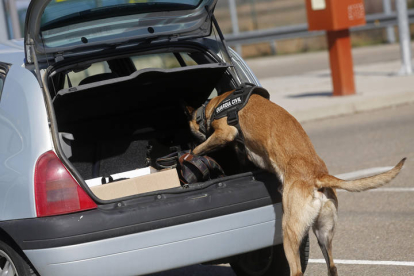 Reportaje con el Servicio cinelógico de perros de la Guardia Civil. FERNANDO OTERO PERANDONES