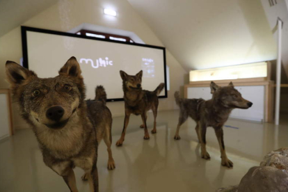 El lobo, presente en la exposición del Munic de Carracedelo. DL