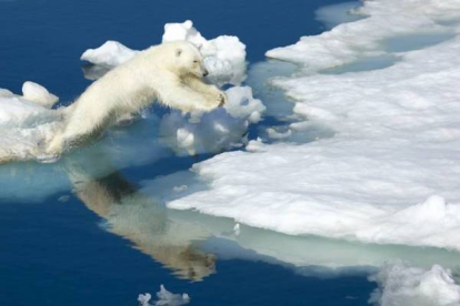 Un oso polar salta de un témpano a otro. HOPKINS, RALPH LEE/ National Geographic