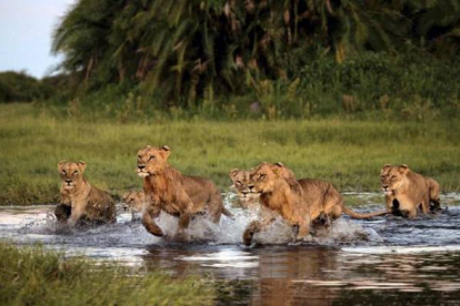 Un grupo de leones cruza un arroyo en Botsuana. JOUBERT, BEVERLY