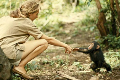 Una mujer extiende la mano a una cría de chimpancé. VAN LAWICK, HUGO/ National Geographic