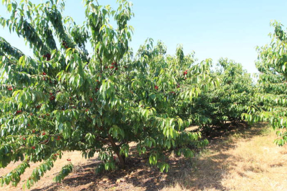 En poco más de una semana se podrán comer las primeras cerezas en El Bierzo, con la previsión de una cosecha buena. L. DE LA MATA