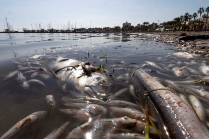 Aparición de peces muertos en el Mar Menor. MARCIAL GUILLÉN