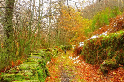 Diferentes imágenes de los Ancares en distintas etapas del año que dan fe de la belleza de esta comarca leonesa única en España tanto por su riqueza patrimomial como paisajística. LAURA MARTÍN MARTÍNEZ