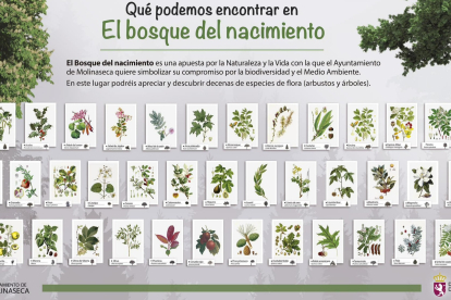 Cartel explicativo de las variedades de árboles y arbustos plantadas. AYTO. MOLINASECA
