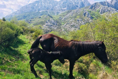 Los caballos pottokas llevan años viviendo en semilibertad en el valle de Anciles junto con las reservas de bisontes y búfalos. PELAYO GARCIA
