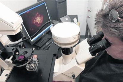Una investigadora observa a través de un microscopio