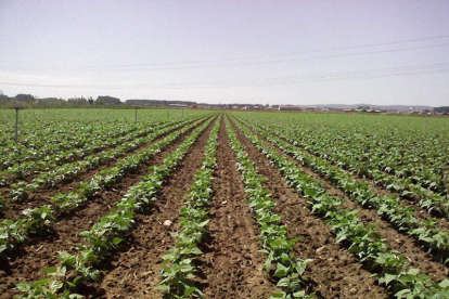 Terrenos de cultivo de alubia en la provincia. DL