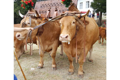 Los  ejemplares fueron adquiridos en Portugal. Cada uno de ellos pesa cerca de 2.000 kilos.