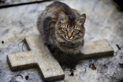 Un gato, sobre un nicho de un cementerio