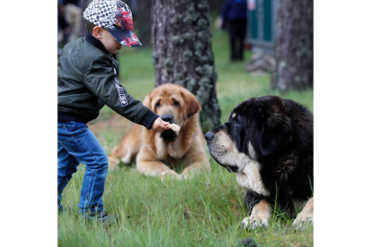 Los perros son capaces de interpretar desde cachorros gestos y miradas de los humanos. jesús f. salvadores