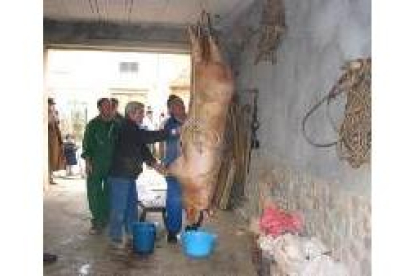 El último trabajo que se realizó ayer fue colgar al animal para el oreo de la carne