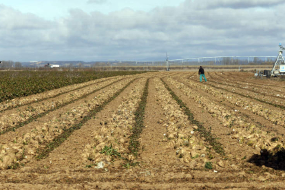 Imagen de un campo de remolacha en la provincia de León en el momento de su cosecha. MARCIANO PÉREZ