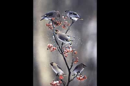 Se trata de la mejor muestra fotográfica del mundo sobre estampas de la naturaleza, organizada por la BBC y el Museo de Historia Natural de Londres.