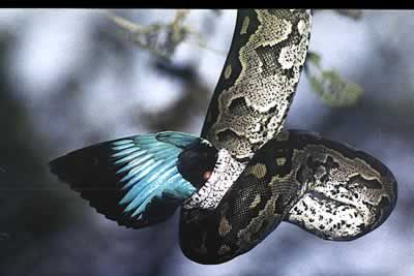 La muestra ha generado una gran expectación gracias a sus espectaculares fotografías que captan instantes nunca vistos por el ojo humano.