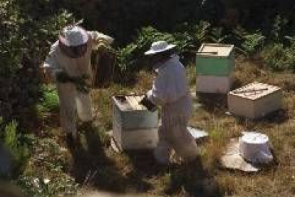 Dos apicultores trabajando en un colmenar de la provincia, en una imagen de archivo