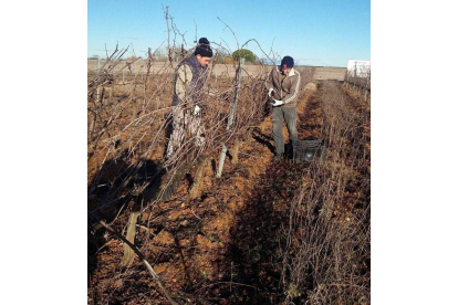 Dos operarios de la bodega recogen los racimos en un viñedo en espaldera en Gordoncillo