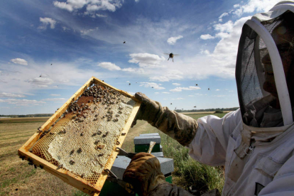 Imagen de archivo de un apicultor en pleno trabajo. BRÁGIMO