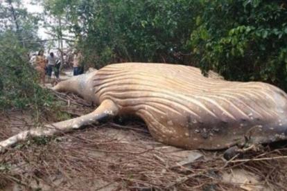 La ballena jorobada que ha aparecido muerta en mitad de la selva del Amazonas, a 15 metros del océano.