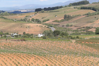 La comarca ha sabido recuperar su poder vitivinícola y se pretende no perder los viñedos viejos. L. DE LA MATA