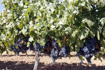 Imagen de un viñedo con las uvas en sazón para vendimiar dentro del territorio de la Denominación de Origen León. MARCIANO PÉREZ