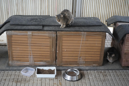 La comida está lista para los gatos. J. NOTARIO