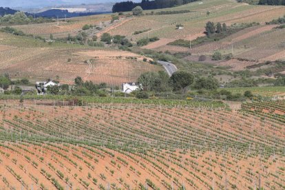 Imagen de nuevas plantaciones de viñedos amparados bajo la DO Bierzo. L. DE LA MATA