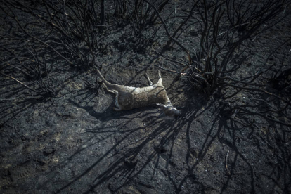 El cuerpo de un animal yace sobre la superficie calcinada del incendio forestal de la reserva de la Sierra de la Culebra. BRAIS LORENZO