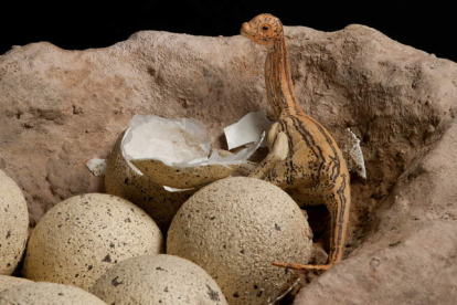 Reproducción de un nido de saurópodos en el Museo de Historia Natural de Nueva York en 2011. DENIS FINNIN