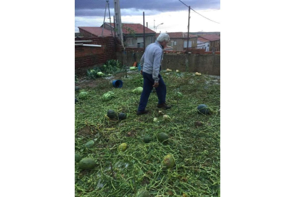 Melones destrozados en Quintanilla del Monte. FERNANDO OTERO PERANDONES.