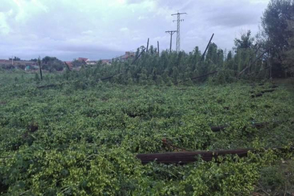 Las plantas de lúpulo en el Órbigo tras el pedrisco.  FERNANDO OTERO PERANDONES.