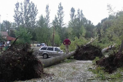 Un árbol aplastó un coche en Quintanilla de Sollamas.  FERNANDO OTERO PERANDONES.