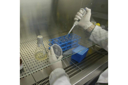 El laboratorio cambia el término biología por biomedicina, y mantiene la denominación de genética molecular. jesús f. salvadores
